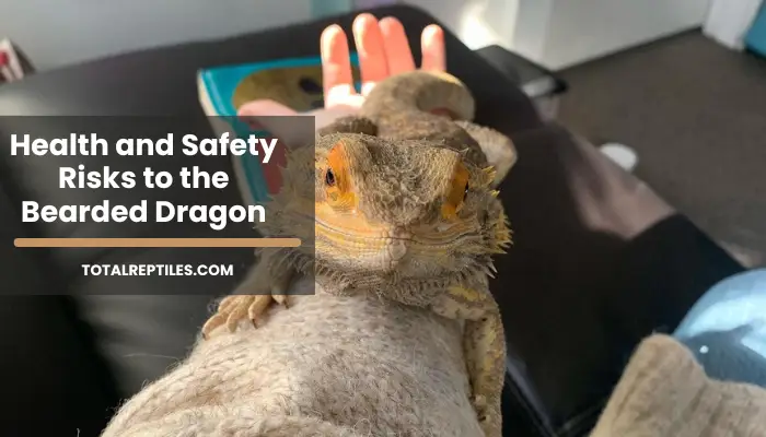 Health and Safety Risks to the Bearded Dragon