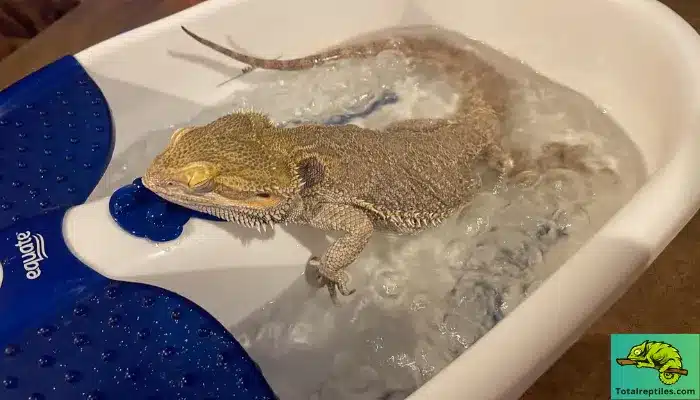 Substrates for bearded dragon