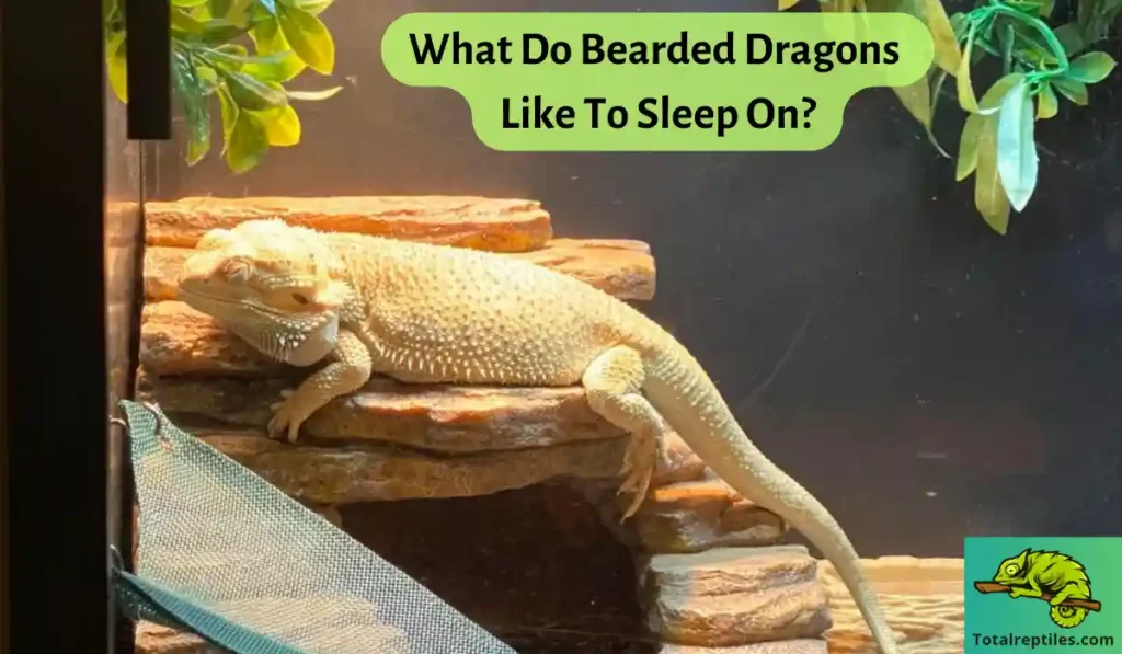 What Do Bearded Dragons Like To Sleep On