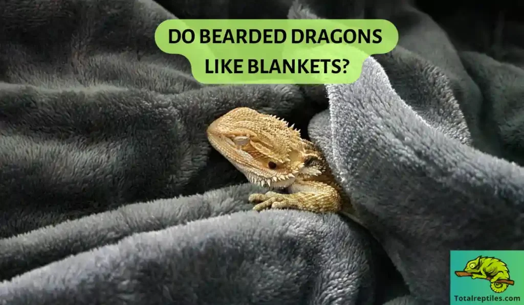 do bearded dragons like blankets