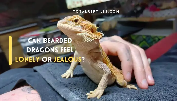 Can Bearded Dragons Feel Lonely or Jealous