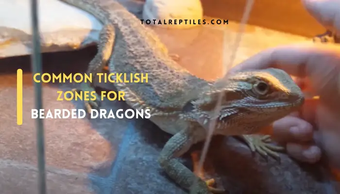 Common Ticklish Zones For Bearded Dragons