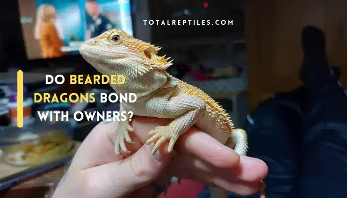 Do Bearded Dragons Bond with Owners