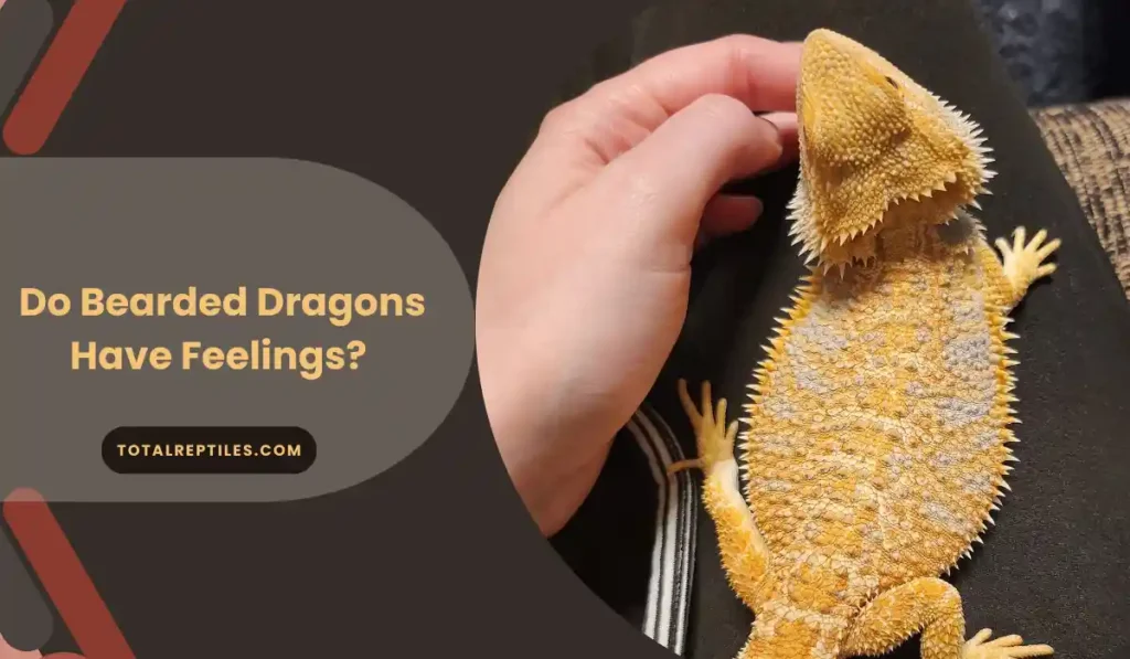 Do Bearded Dragons Have Feelings