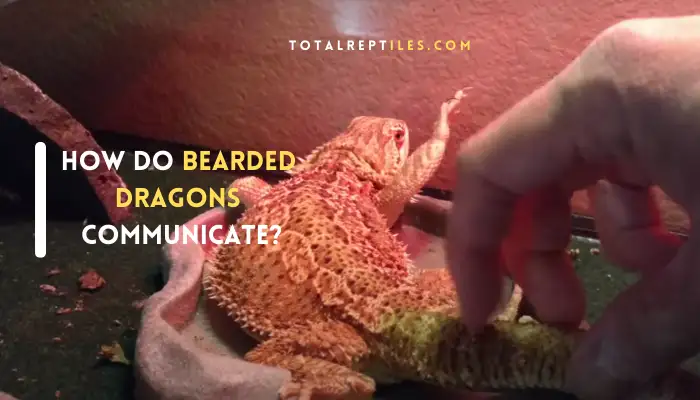 How Do Bearded Dragons Communicate