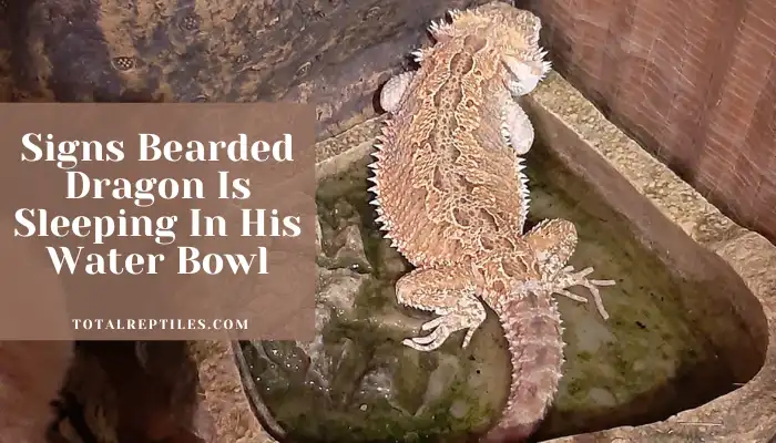 Signs Bearded Dragon Is Sleeping In His Water Bowl