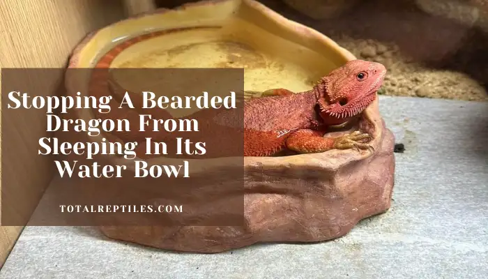 Stopping A Bearded Dragon From Sleeping In Its Water Bowl