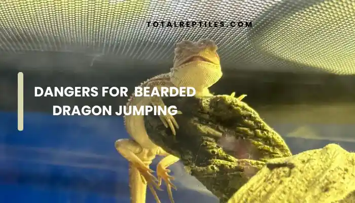 Dangers for Bearded Dragon Jumping