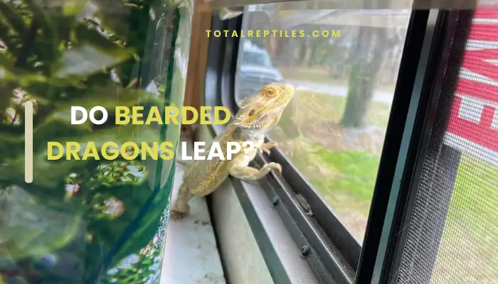 Do Bearded Dragons Leap