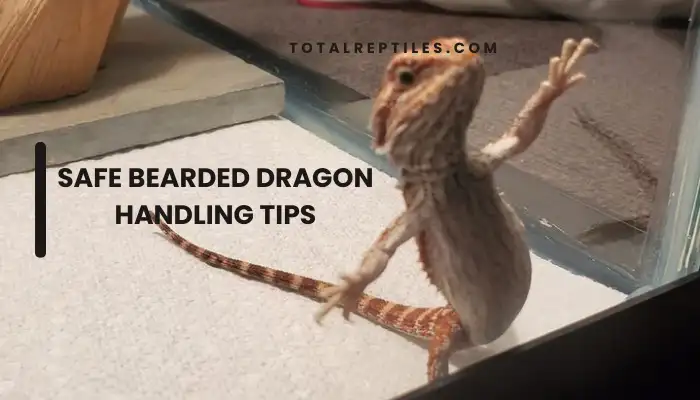 Safe Bearded Dragon Handling Tips